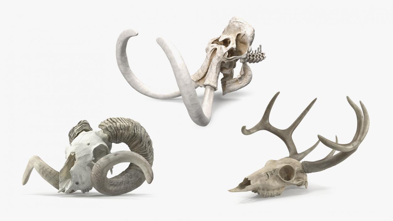 Skulls Collection 3 3D model