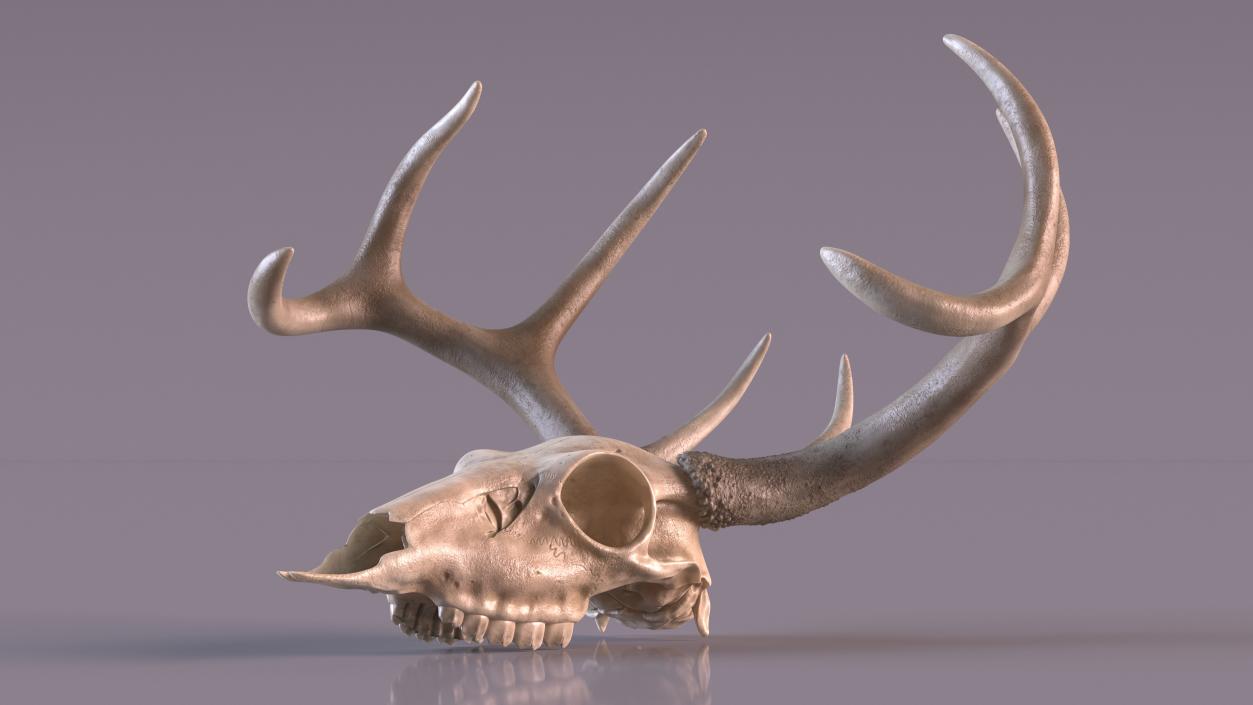 Skulls Collection 3 3D model