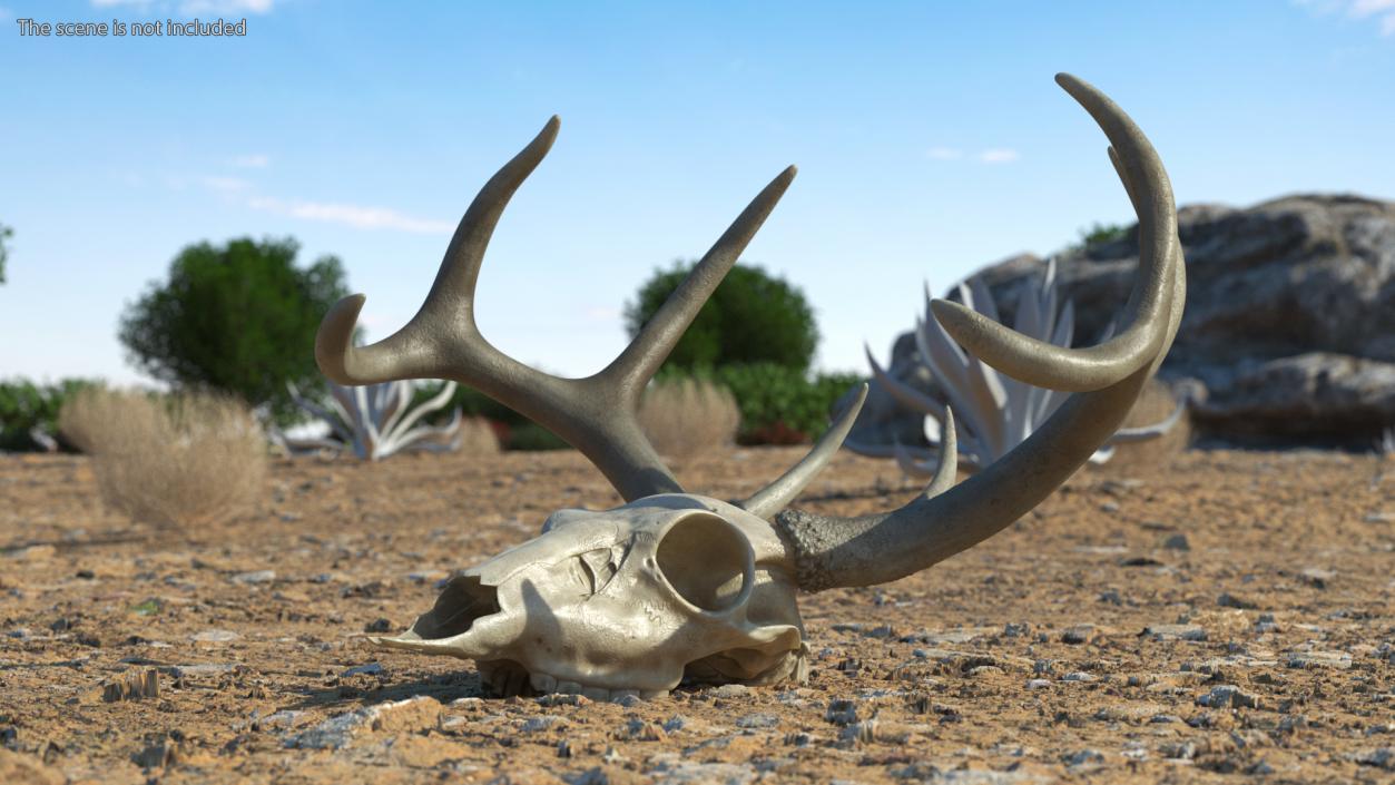 Skulls Collection 3 3D model