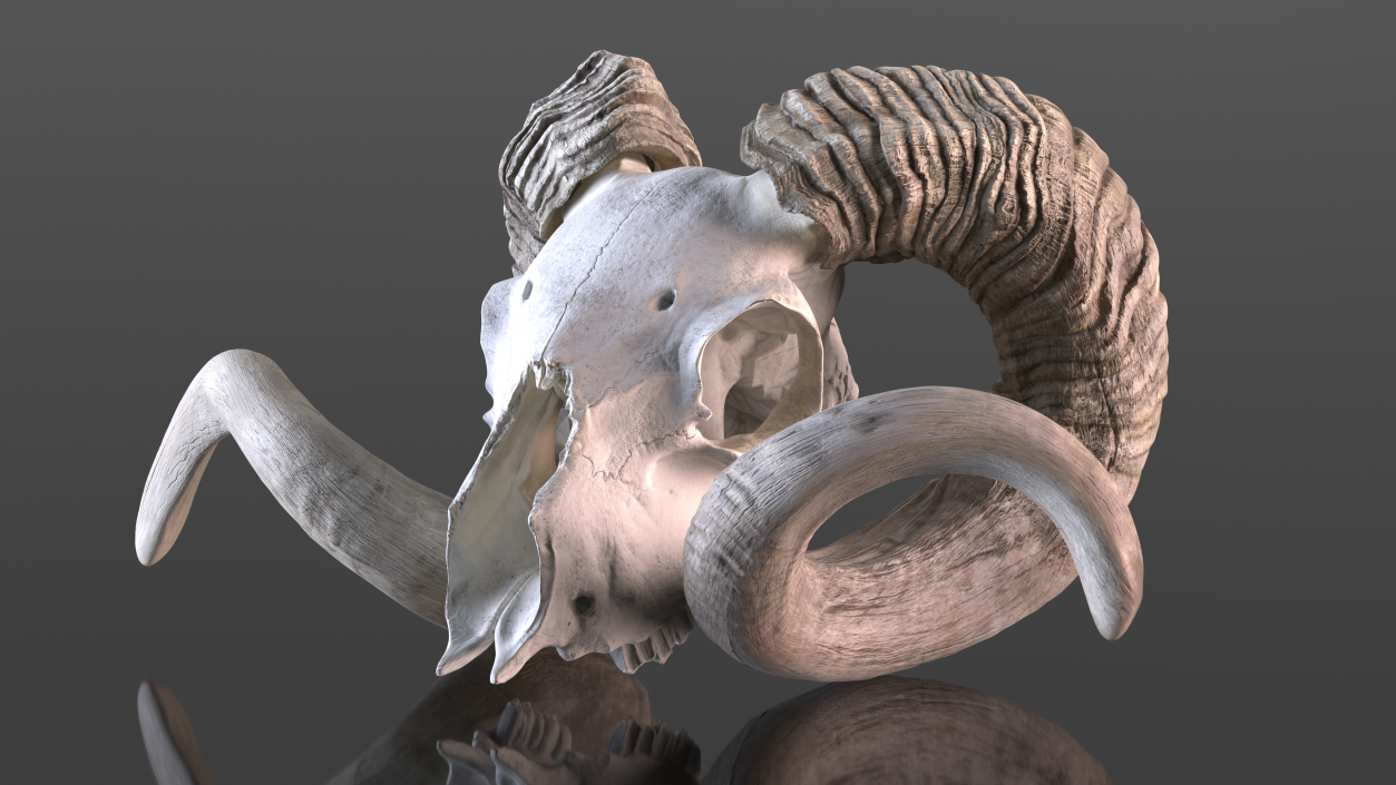 Skulls Collection 3 3D model