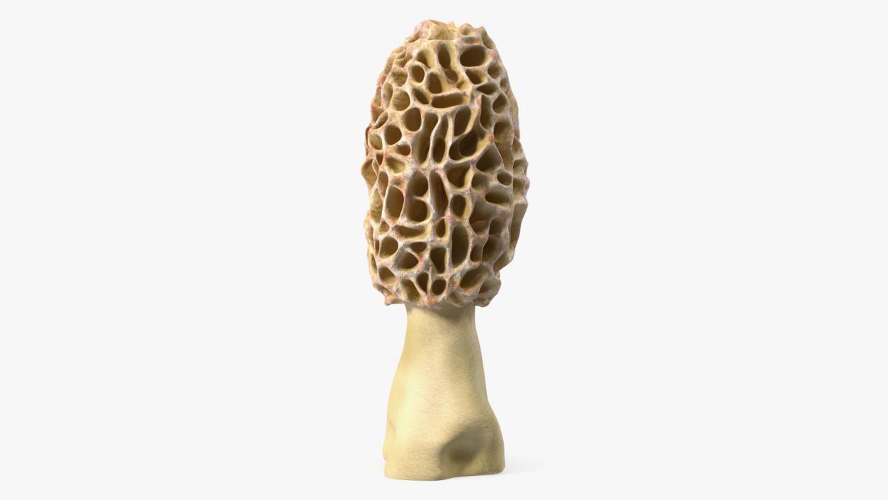 3D model Morchella Fungi