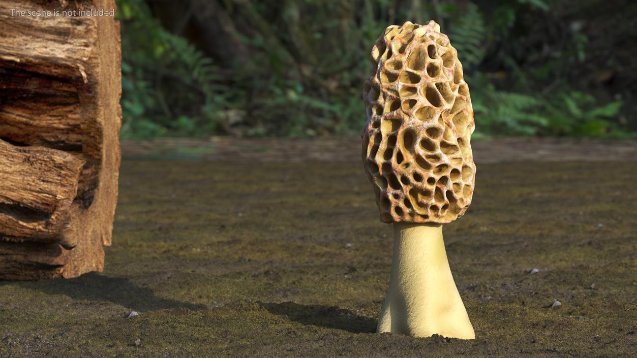 3D model Morchella Fungi