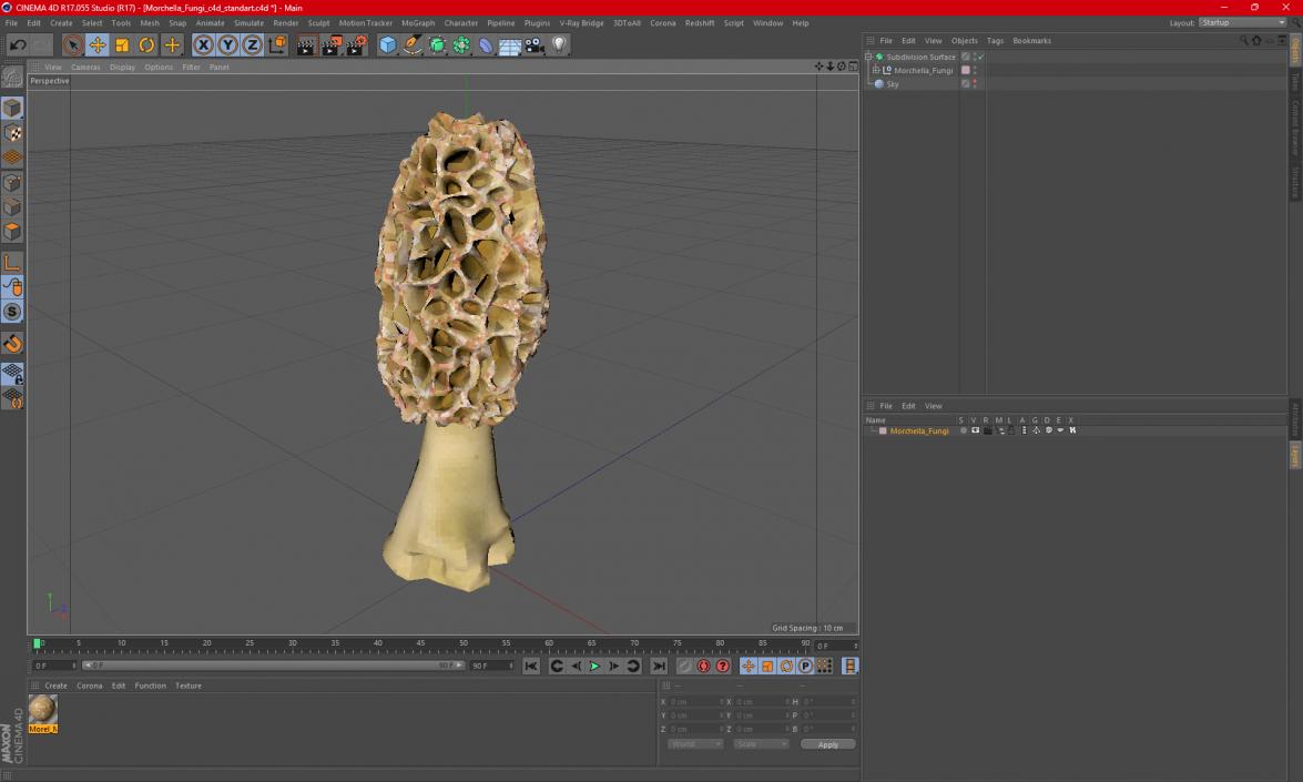 3D model Morchella Fungi