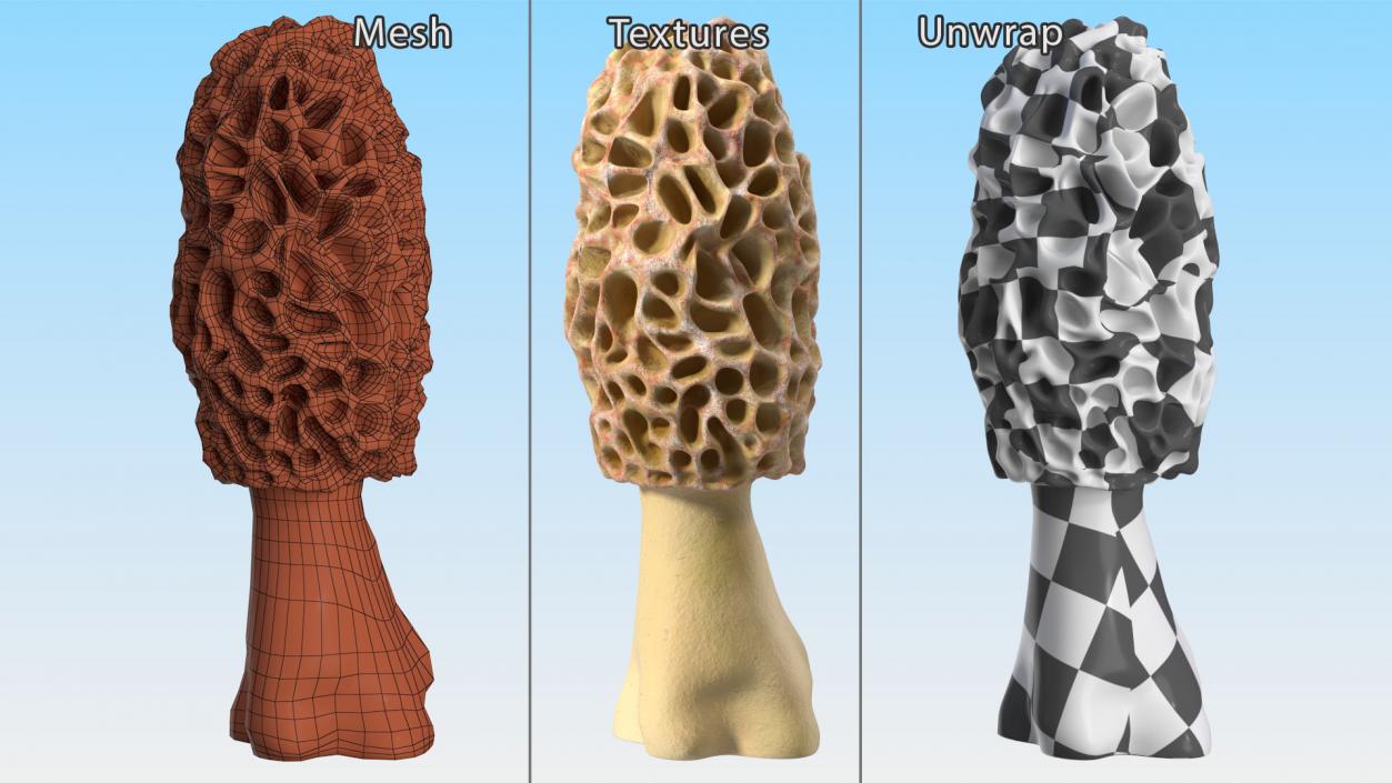 3D model Morchella Fungi