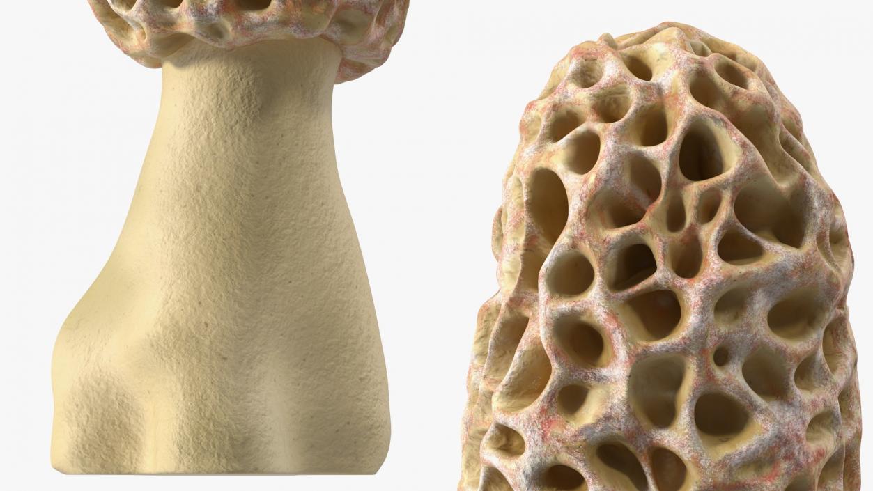 3D model Morchella Fungi