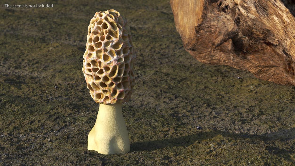 3D model Morchella Fungi