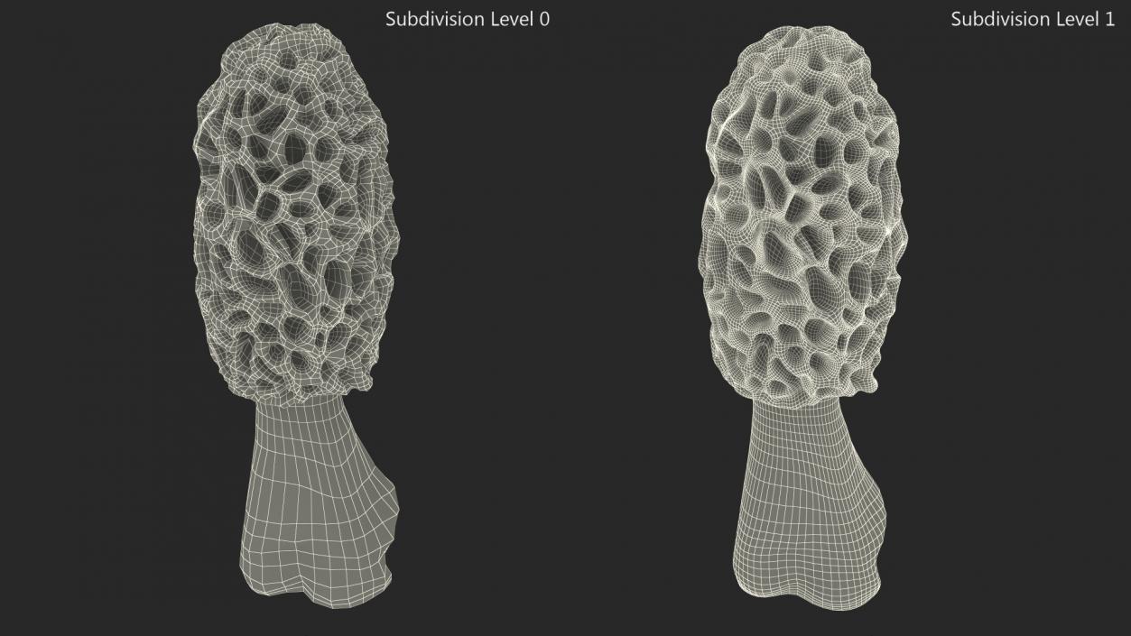 3D model Morchella Fungi