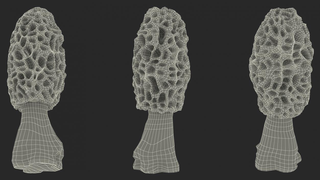 3D model Morchella Fungi