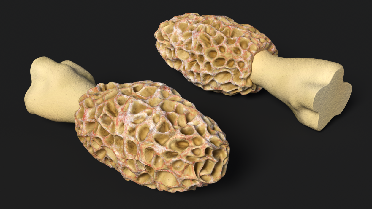 3D model Morchella Fungi