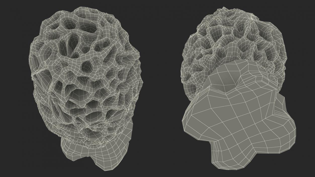 3D model Morchella Fungi