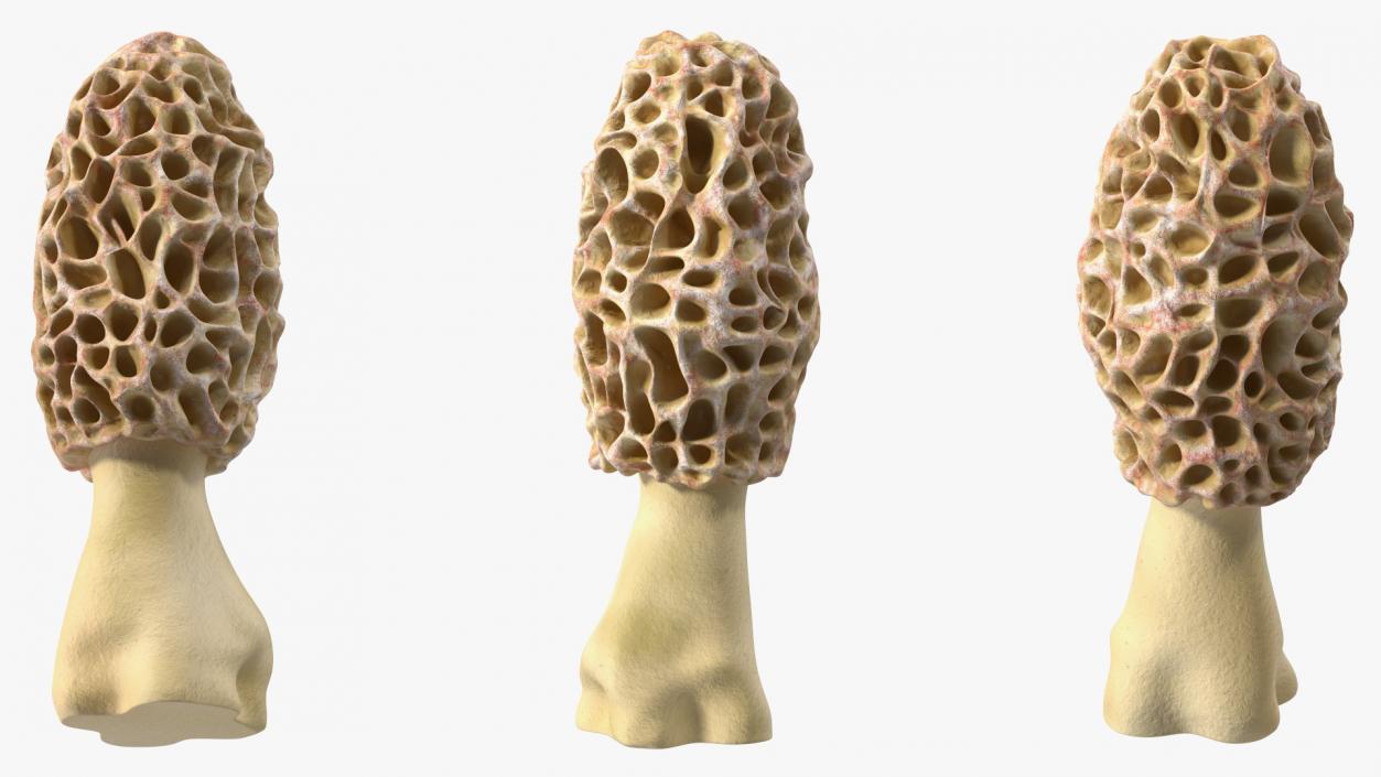 3D model Morchella Fungi