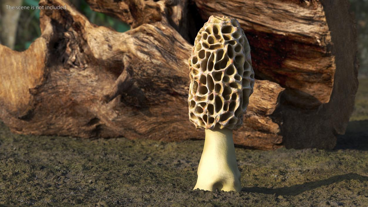 3D model Morchella Fungi