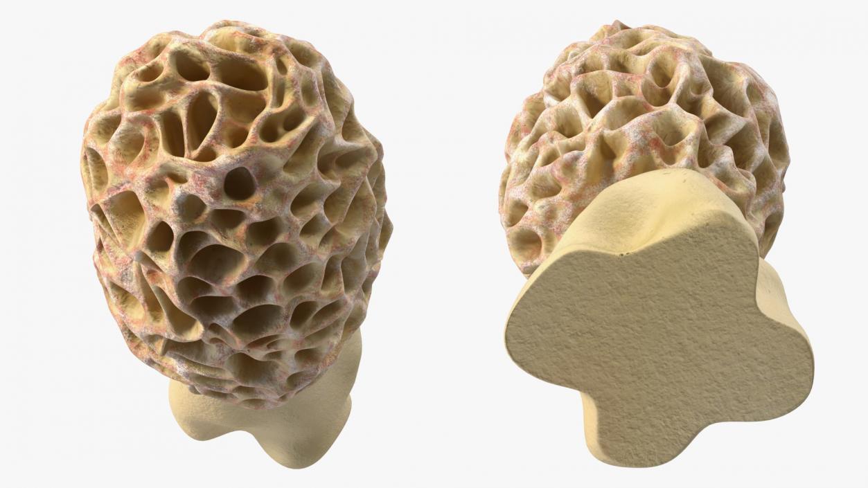 3D model Morchella Fungi