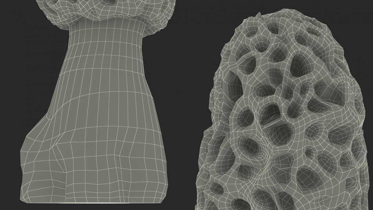 3D model Morchella Fungi