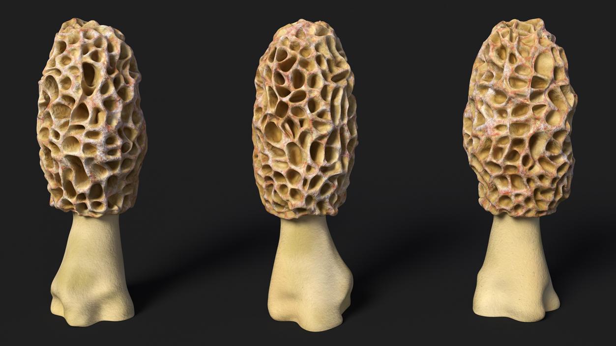 3D model Morchella Fungi