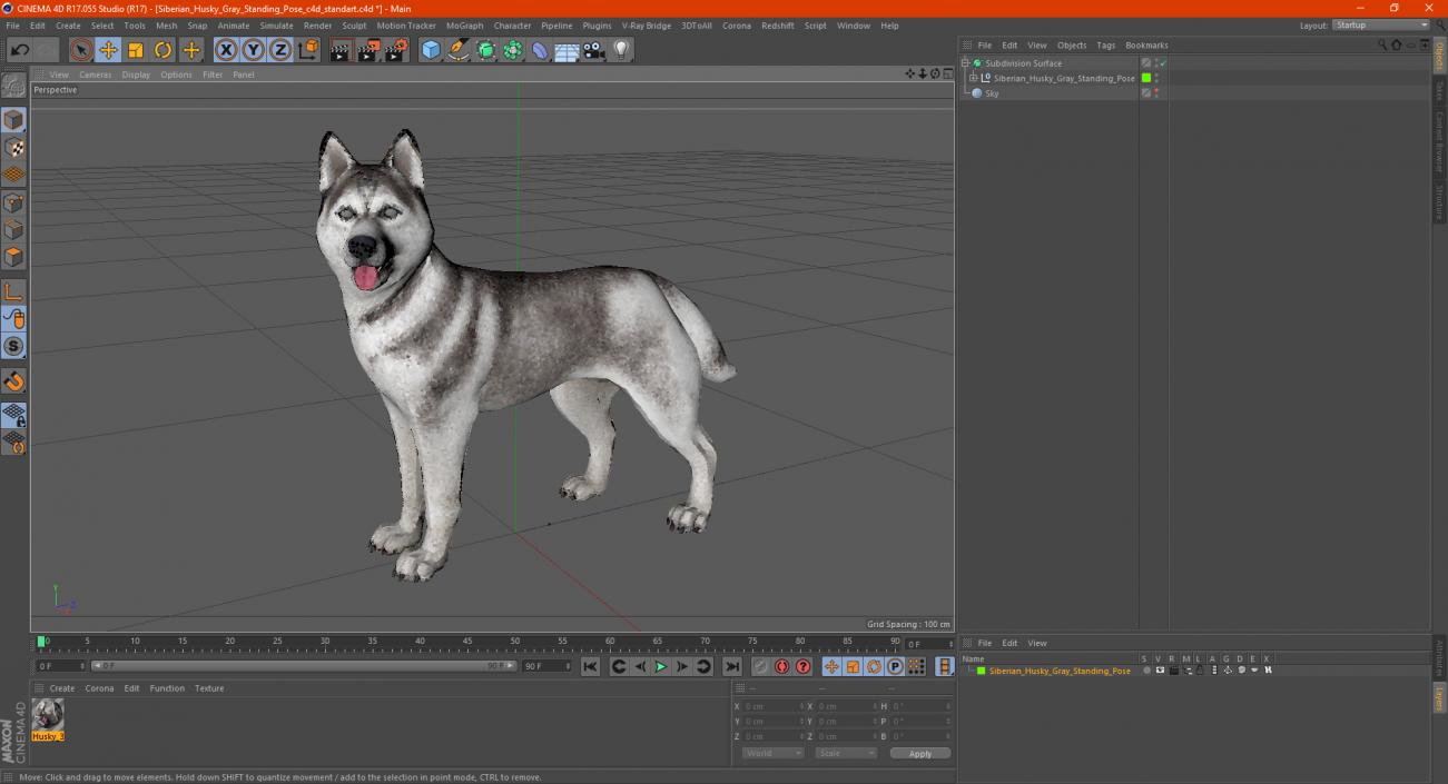 3D Siberian Husky Gray Standing Pose model