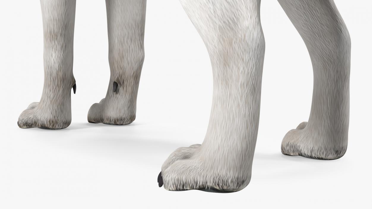 3D Siberian Husky Gray Standing Pose model