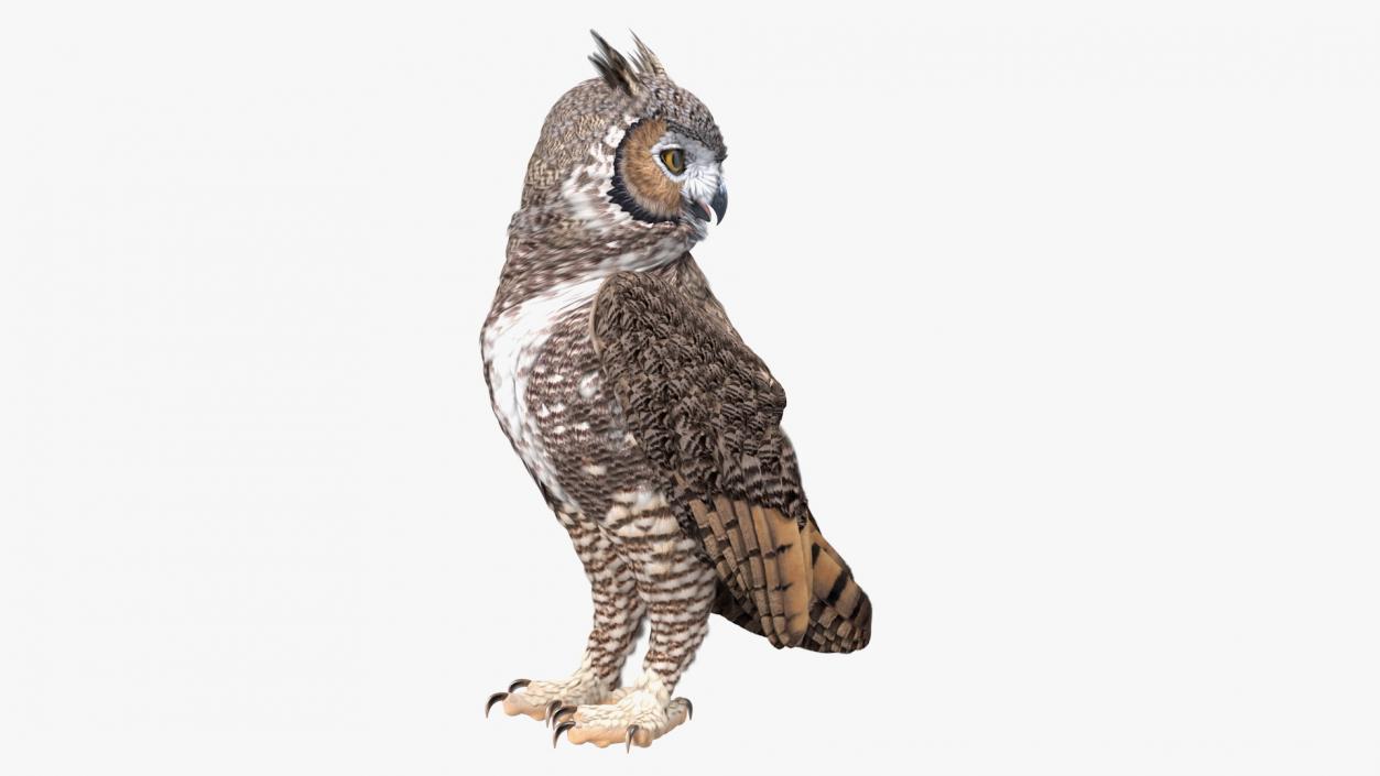 3D model Great Horned Owl Standing Pose