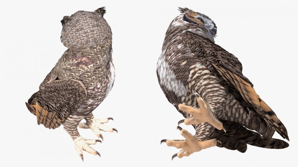 3D model Great Horned Owl Standing Pose