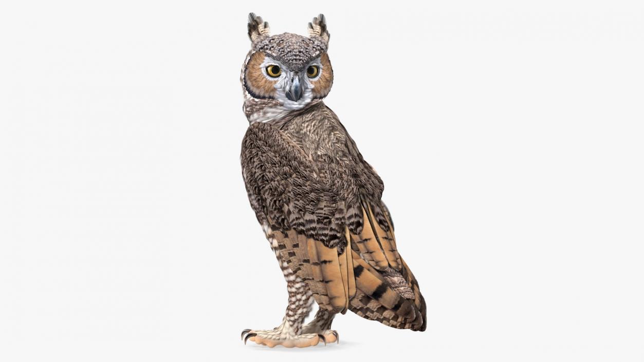 3D model Great Horned Owl Standing Pose