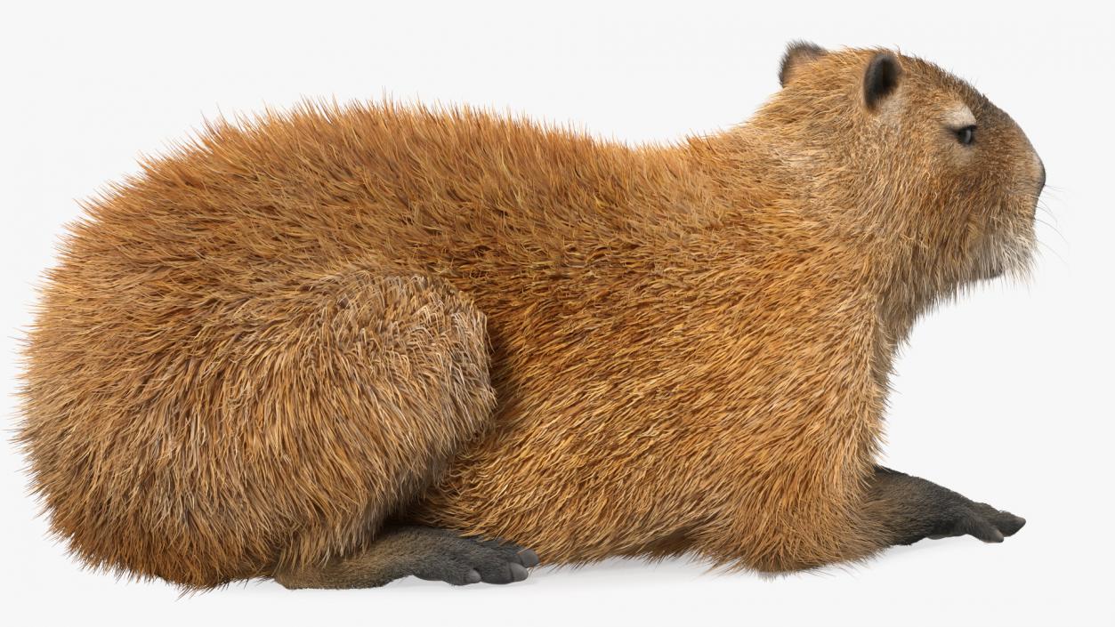 3D Capybara Lying Pose Fur model