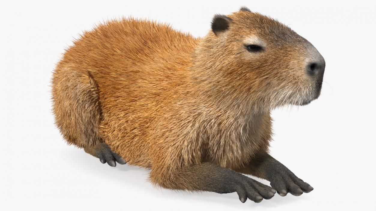 3D Capybara Lying Pose Fur model