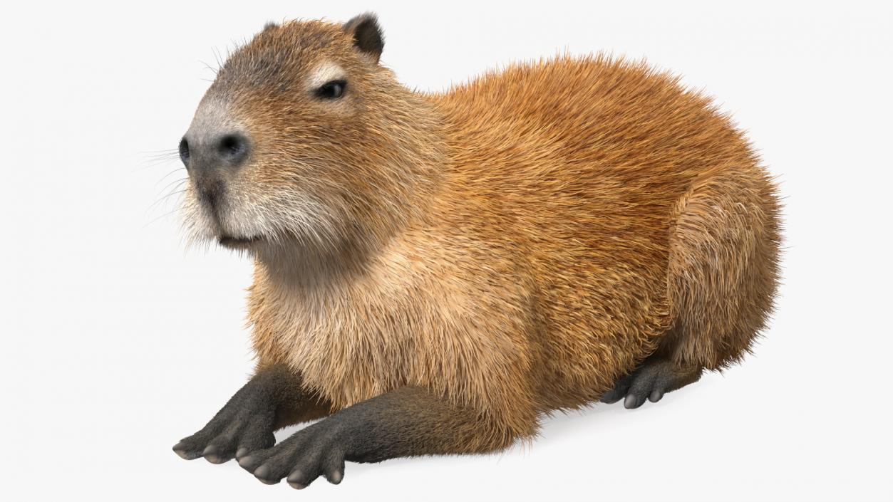 3D Capybara Lying Pose Fur model