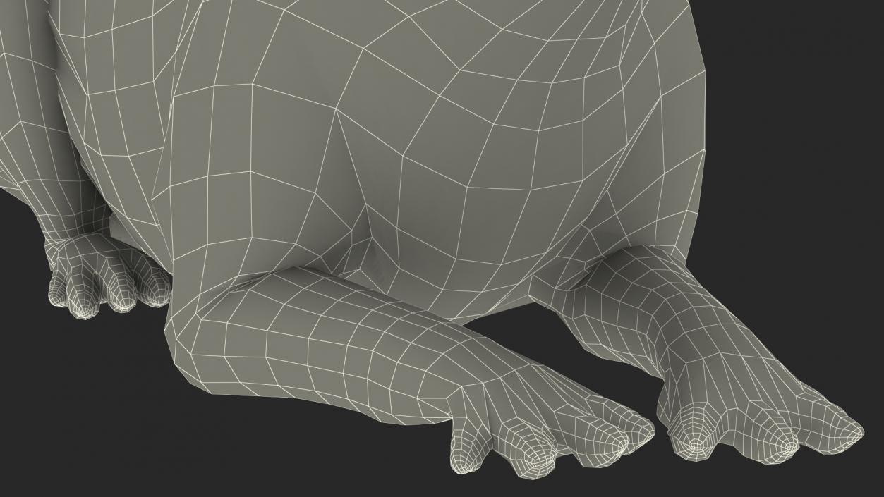 3D Capybara Lying Pose Fur model