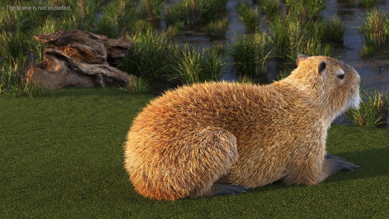 3D Capybara Lying Pose Fur model