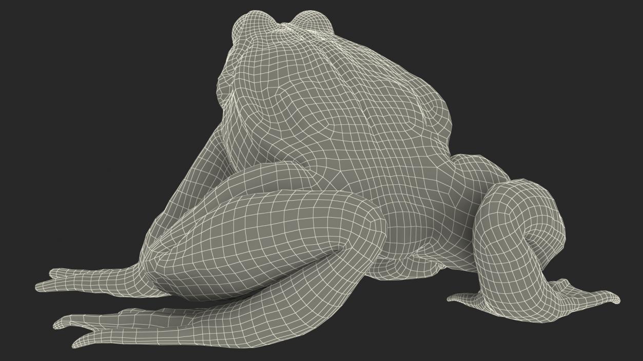 3D Frog Anatomy Complete Body Transparent Skin model