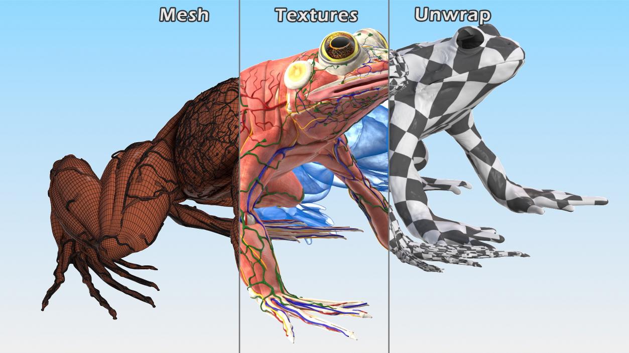 3D Frog Anatomy Complete Body Transparent Skin model