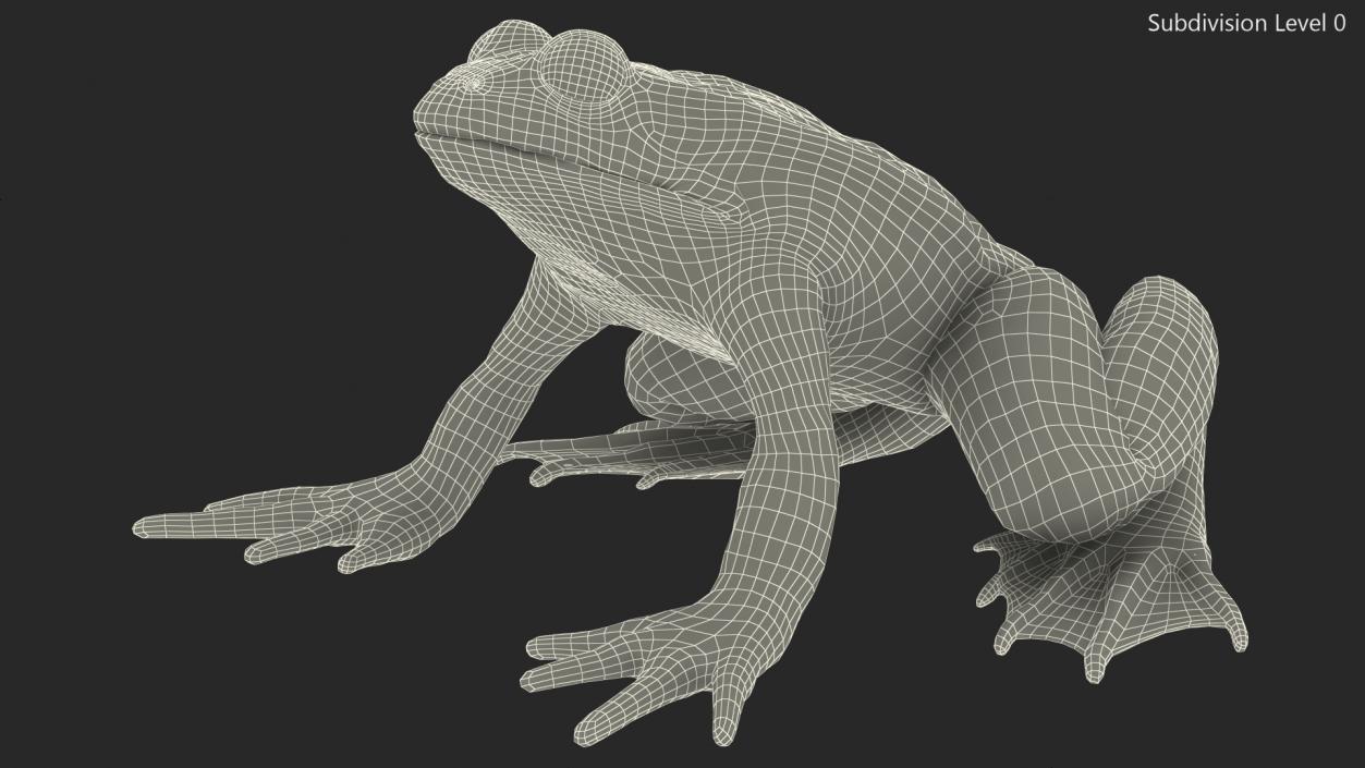 3D Frog Anatomy Complete Body Transparent Skin model