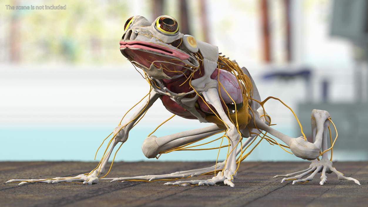 3D Frog Anatomy Complete Body Transparent Skin model