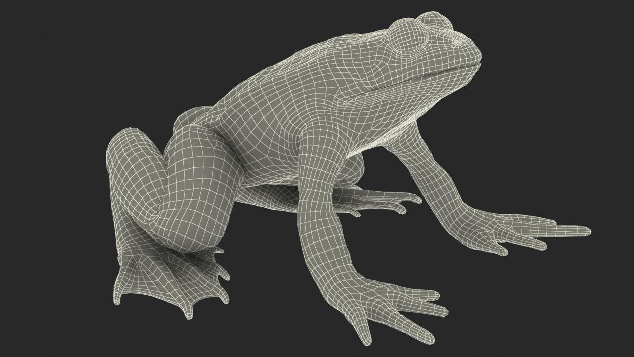 3D Frog Anatomy Complete Body Transparent Skin model