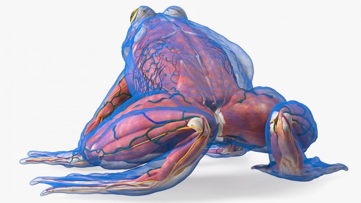 3D Frog Anatomy Complete Body Transparent Skin model