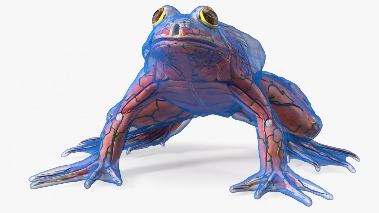 3D Frog Anatomy Complete Body Transparent Skin model