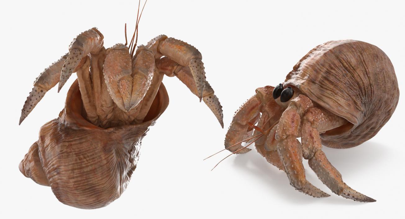 Hermit Crab Walking Pose 3D model