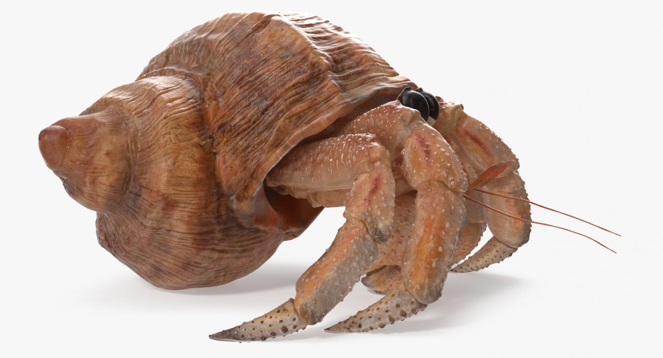 Hermit Crab Walking Pose 3D model