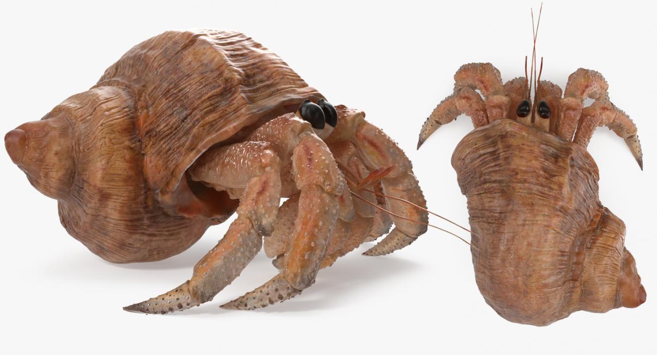 Hermit Crab Walking Pose 3D model