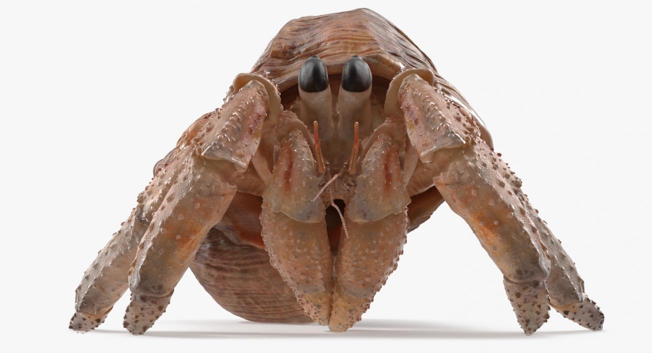 Hermit Crab Walking Pose 3D model