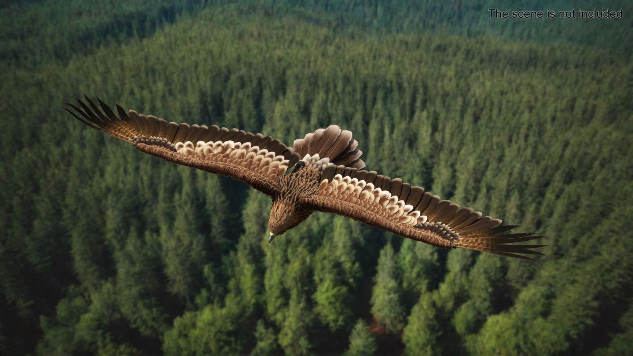 3D Flying Imperial Eagle