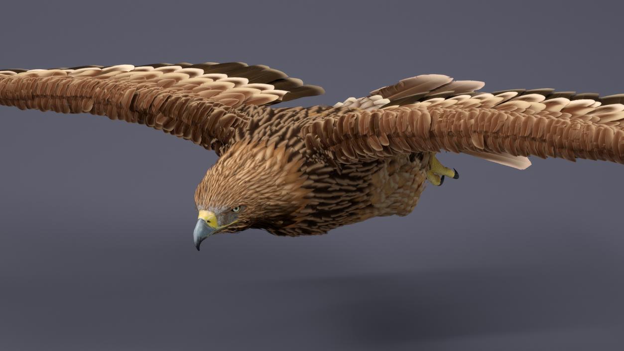 3D Flying Imperial Eagle