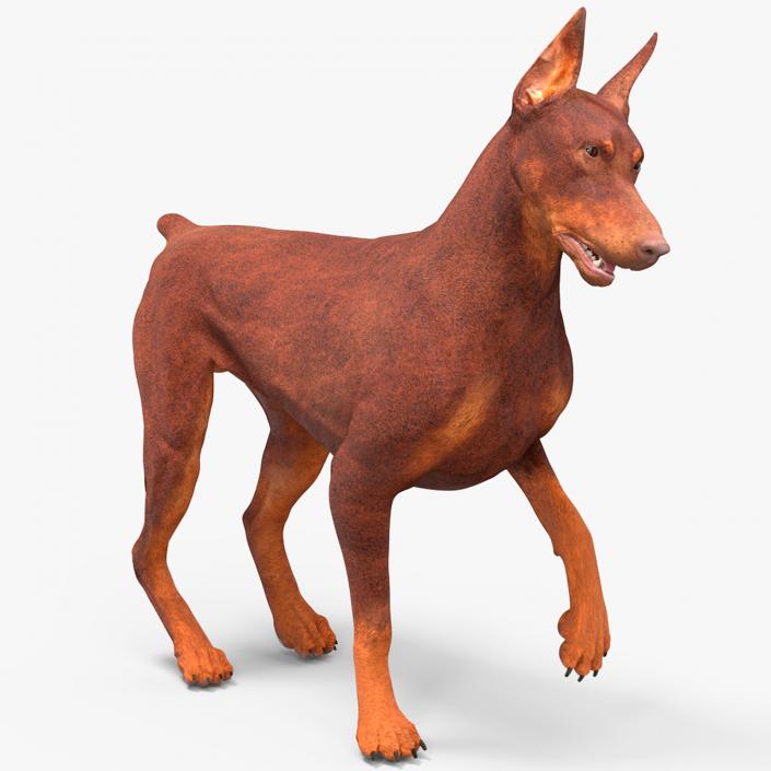 3D Doberman Dog Brown Rigged for Cinema 4D 2