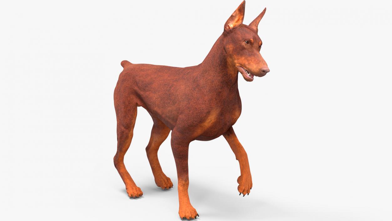 3D Doberman Dog Brown Rigged for Cinema 4D 2