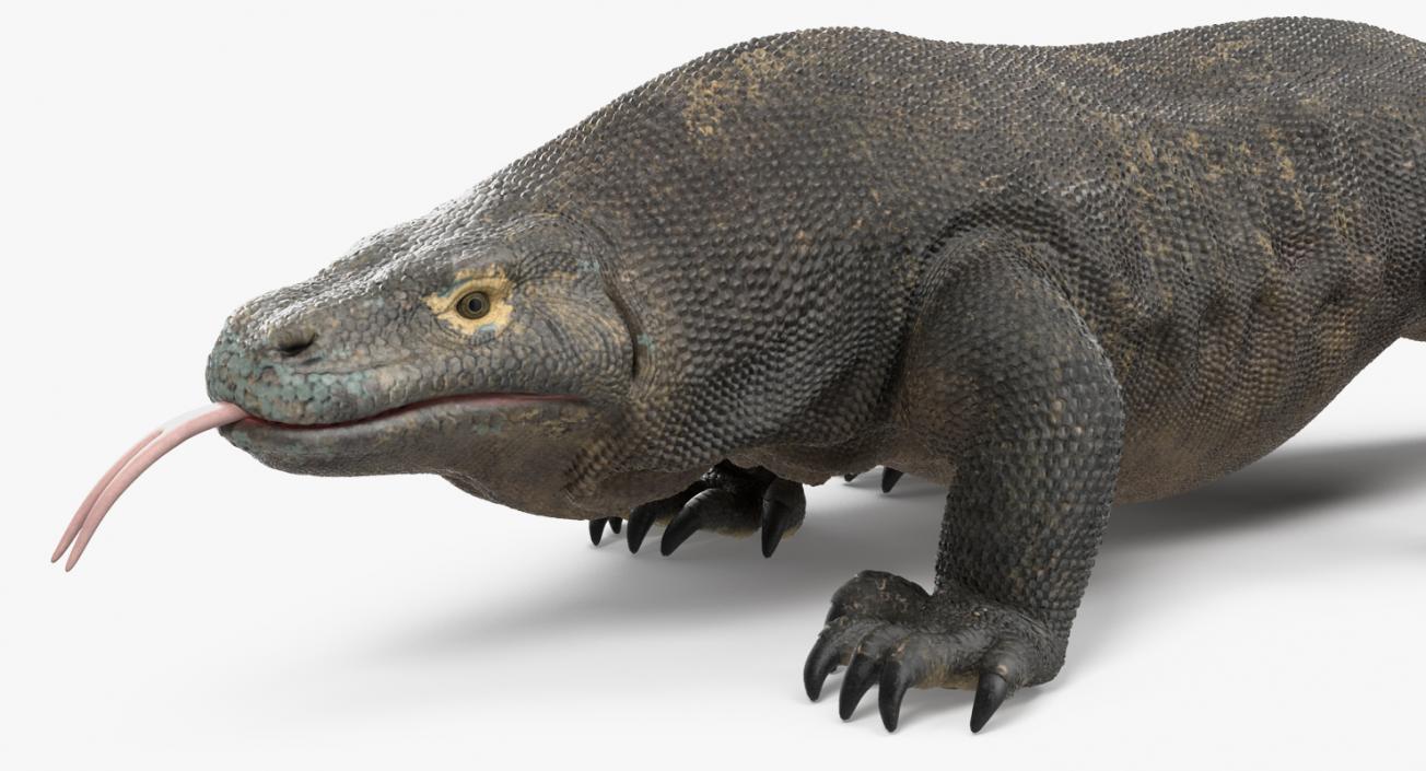 3D model Komodo Dragon Rigged