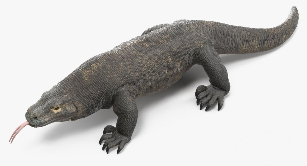 3D model Komodo Dragon Rigged