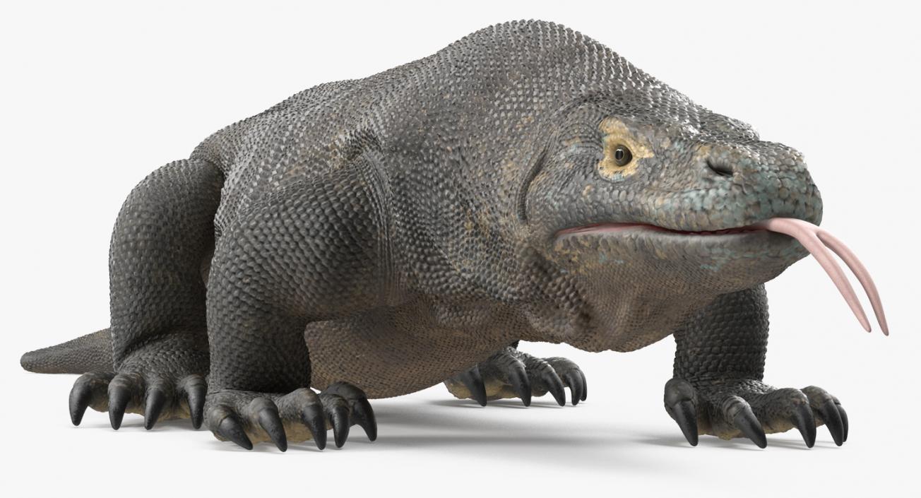 3D model Komodo Dragon Rigged