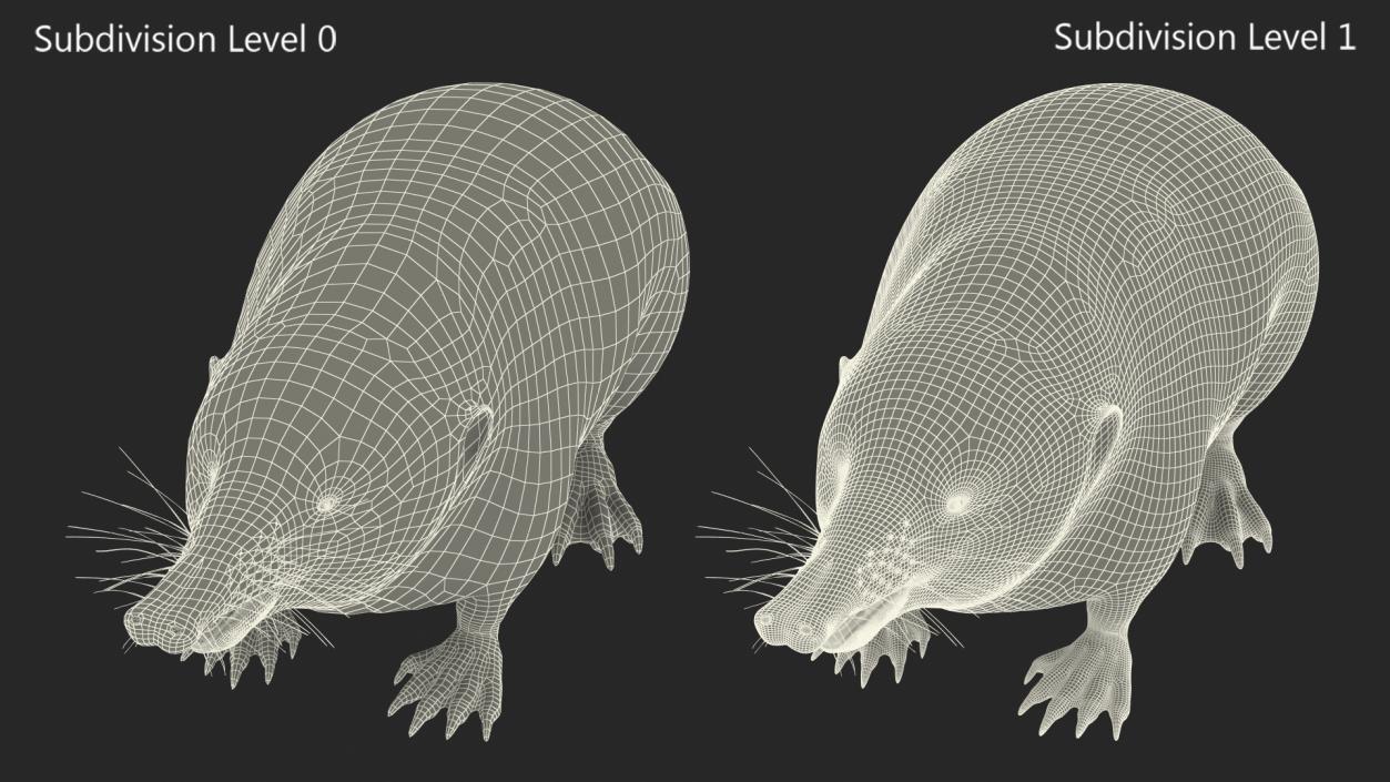 3D Desmana Moschata Rigged model