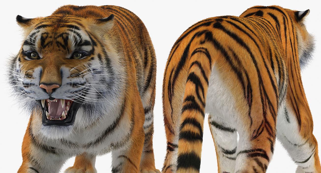 Tiger Roar with Fur 3D model