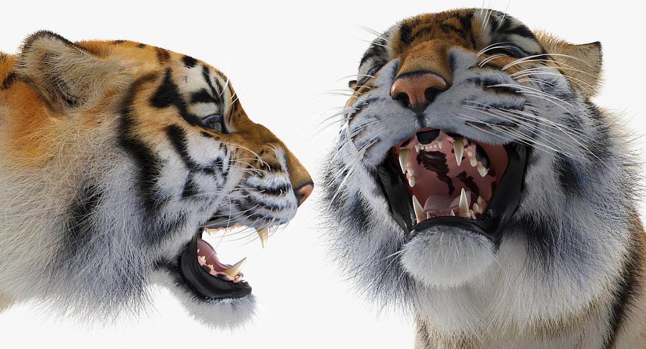 Tiger Roar with Fur 3D model